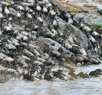 Maasai-Mara-scaled-491x328x70x0x350x328x1729071034