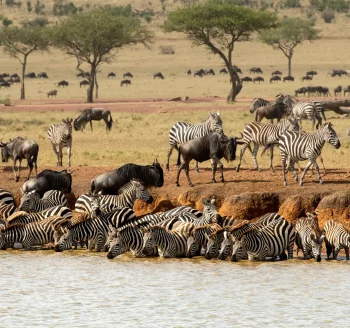 Singita-Grumeti_Zebra-and-Wildebeest_Ross-Couper-583x328x116x0x350x328x1715599738