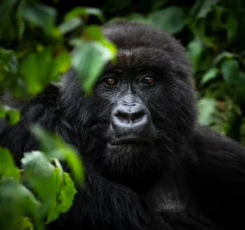 Singita-Volcanoes-National-Park_Sabyinyo-Family-Gorilla_Ross-Couper-492x328x71x0x350x328x1715599746