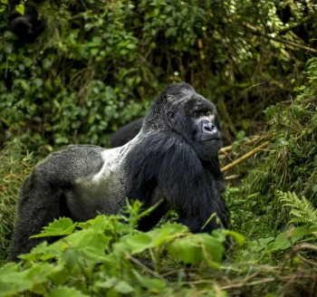 gorilla-tracking-in-rwanda-492x328x71x0x350x328x1715599739